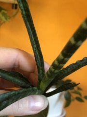 IMG_3023.jpeg