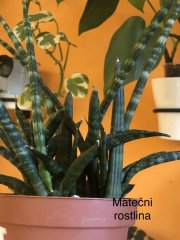 IMG_3025.jpeg