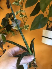 IMG_3022.jpeg