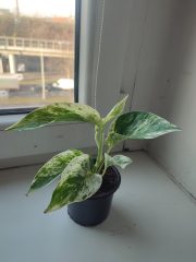 IMG_20241125_090918.jpg