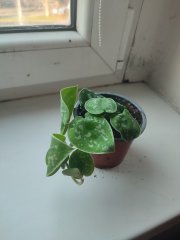 IMG_20241125_091128.jpg