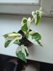 IMG_20241125_091448.jpg