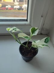 IMG_20241125_091446.jpg