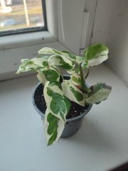 IMG_20241125_091136.jpg