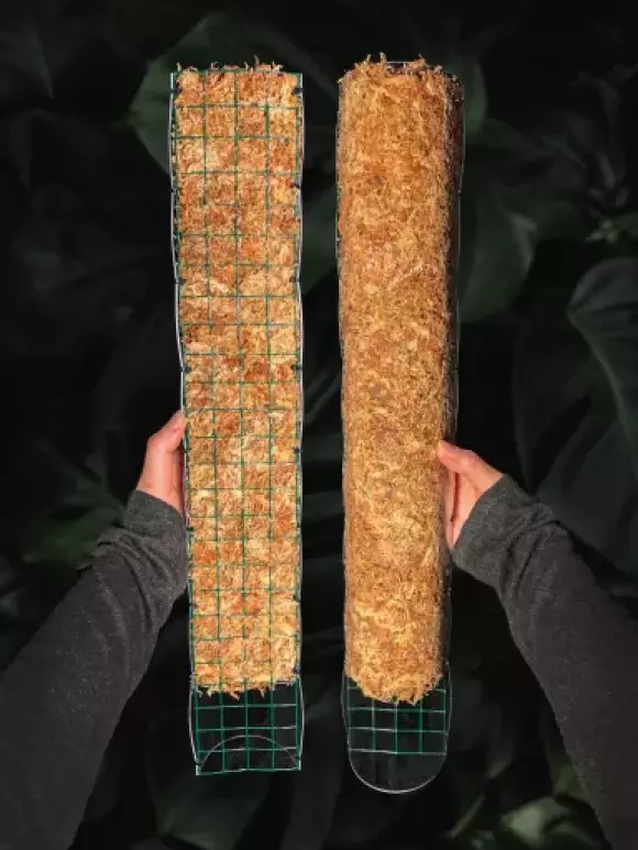 50cm.webp