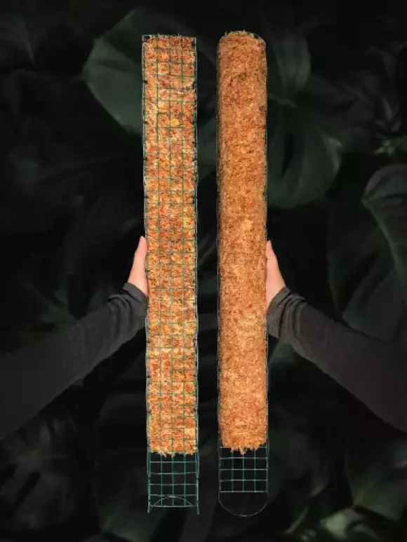 76cm.webp