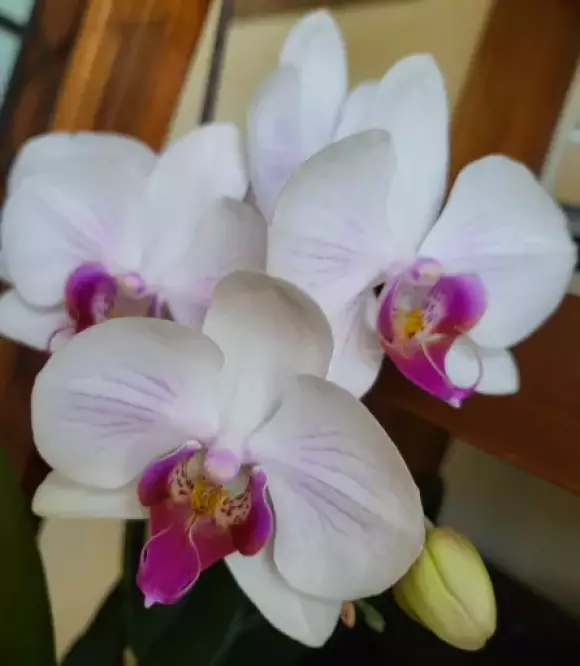 1000030063.webp