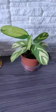 Ctenanthe "Golden mosaic" baby