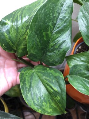 Epipremnum Marble Green- vrcholový řizek.