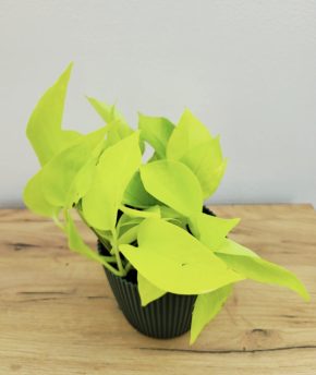 Epipremnum Neon
