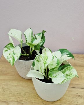 Epipremnum happy leaf