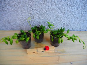 Senecio teardrops - baby rostlinky