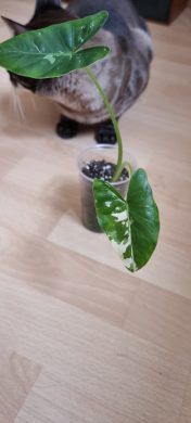 Alocasia Macrorrhiza variegata