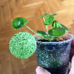 Pilea peperomioides Mojito