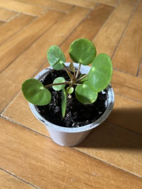 Pilea peperomioides