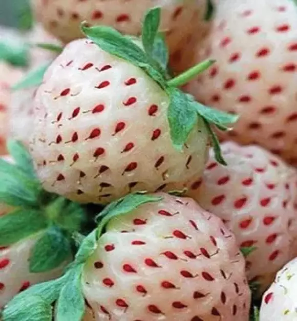 4536.01.webp