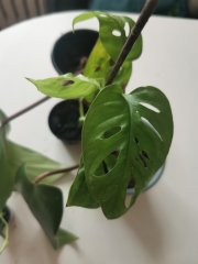 IMG_20220930_100509.jpg
