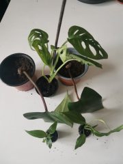IMG_20220930_100458.jpg