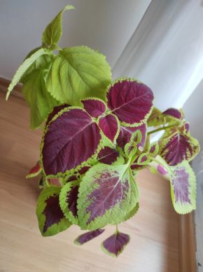 Coleus mix