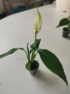 Spathiphyllum malá rostlinka 2ks