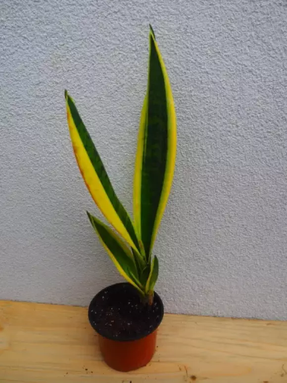 PA012304.webp