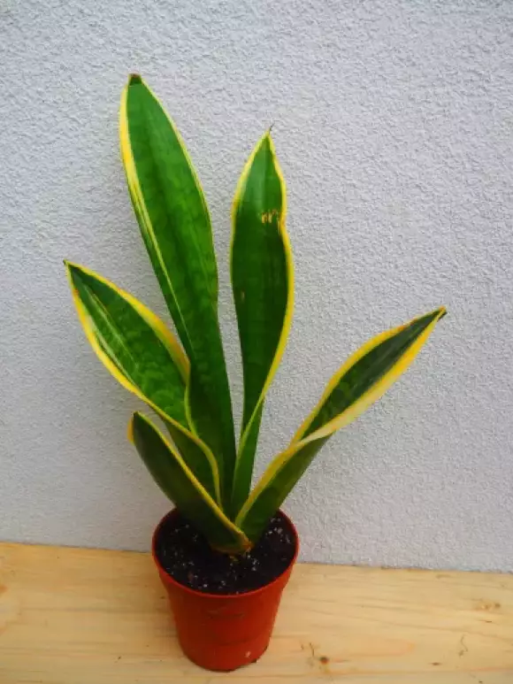 PA012302.webp