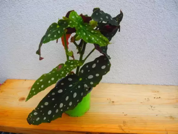 PA012295.webp