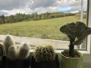 Set kaktusů 6 kusů