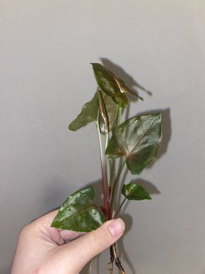 Syngonium podophyllum Maria allusion