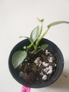 Philodendron hastatum dva růstové body