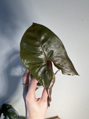 Syngonium podophyllum ‘Maria allusion’