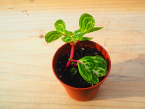 Iresine herbstii - baby rostlinka, poštovné 10 Kč