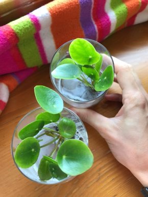 Pilea peperomioides