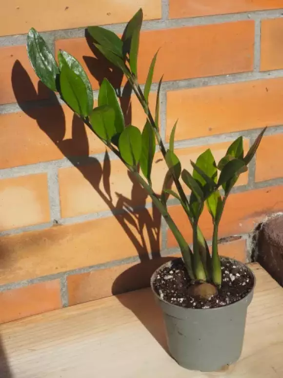 PA072340.webp