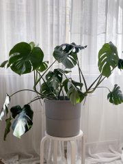 monstera nypon_1.jpg