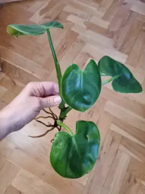 Philodendron pittieri