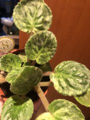 IMG_7097.jpeg