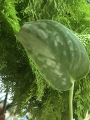 IMG_7088.jpeg