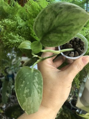 Scindapsus Silver Ann - rostlina