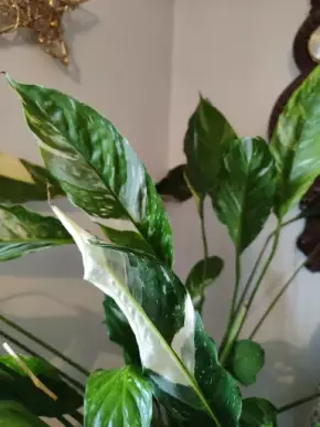Spathiphyllum Diamond cupido variegata 1