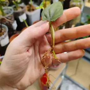 Syngonium Red Arrow