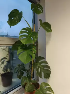 Monstera Deliciosa Variegata