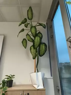 Dieffenbachia Lemon Tropic