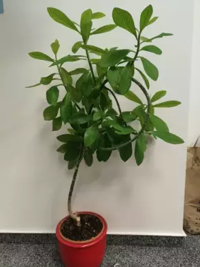 Synadenium grantii_Gumovník