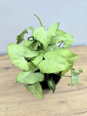 Syngonium White Butterfly