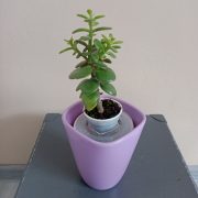 IMG_20250104_124339.jpg