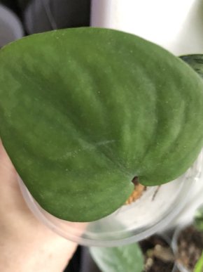 Scindapsus Jade Satin Green - rostlina