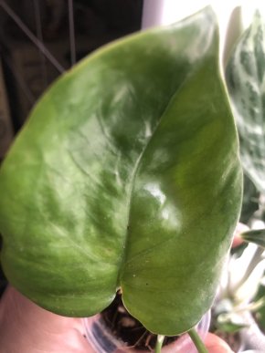 Epipremnum Emerald - rostlina .
