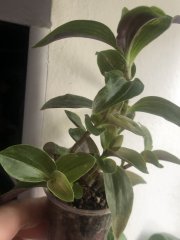 IMG_7271.jpeg