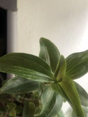 IMG_7270.jpeg